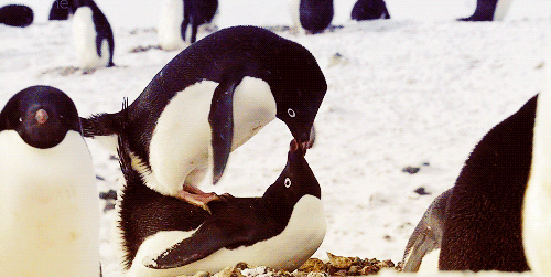 Gif animado pingüino besándose