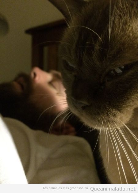 Ojo con lo que te puede hacer tu gato maligno mientras duermes…