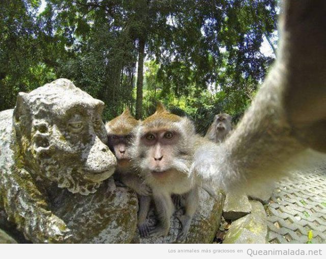 Simios de turismo y haciéndose selfies con estatuas…