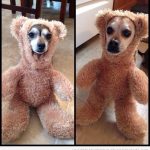 Perro con disfraz de oso de peluche