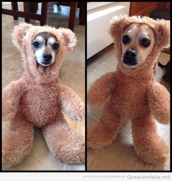 Perro con disfraz de oso de peluche