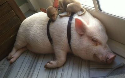Este perro y este cerdo protagonizan la siesta del siglo