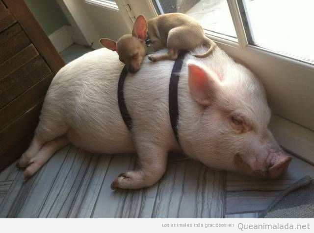 Foto bonita de un perro durmiendo encima de un cerdo
