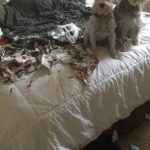 Foto graciosa de dos perros que han destrozado la casa
