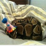 Foto graciosa serpiente con gorro de cumpleaños