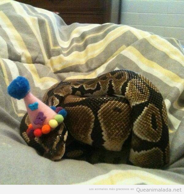 Cuando es el cumpleaños de tu serpiente y te vienes arriba!