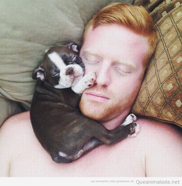 Foto bonita dormir con cachorro bulldog francés