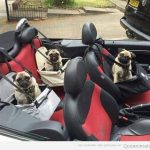 Foto divertida de tres perros carlinos en coche descapotable