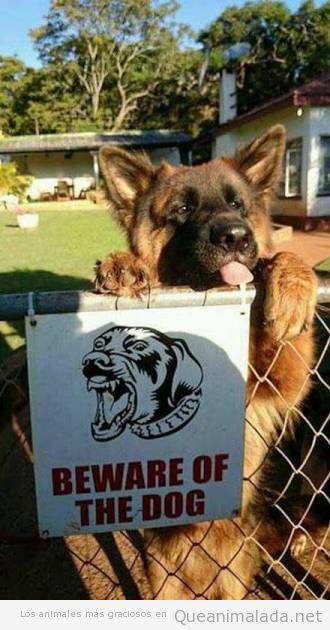Lo que se esconde detrás de un cartel de «Cuidado con el perro»