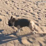 Gif animado gracioso de un perro corriendo en la playa