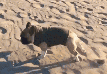 Si es que correr en la  playa es difícil… (GIF)