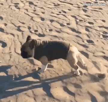 Gif animado gracioso de un perro corriendo en la playa