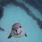 Gif animado de una cría de foca