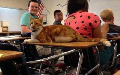 Este gato te muestra lo chulo que es volver a clase