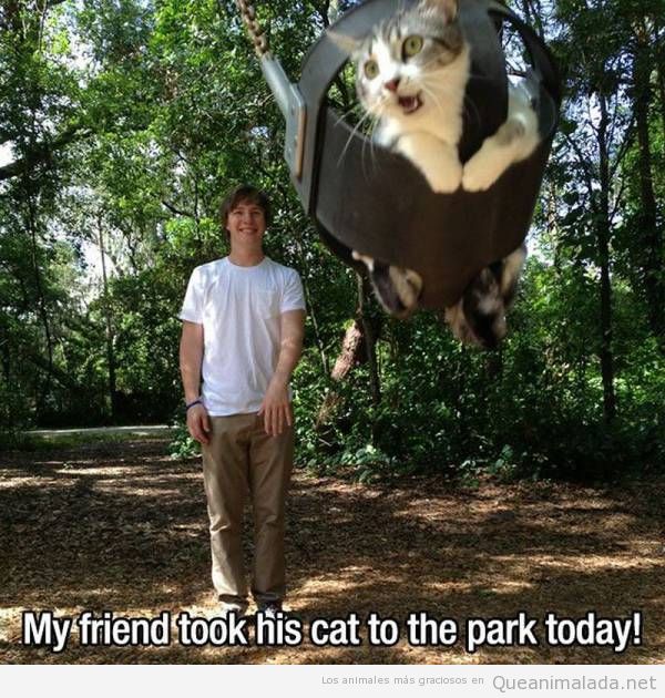 Cuando llevas a tu gato al parque y se sube a un columpio…