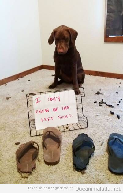 Foto graciosa perro culpable por morder chanclas