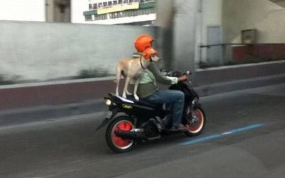 Cuando vaya sen moto, ponte casco (aunque seas un perro)