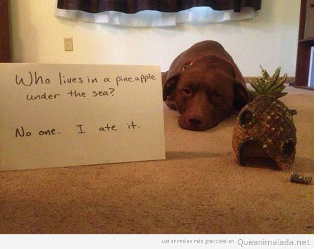 Foto graciosa perro con una piña que se ha comidp