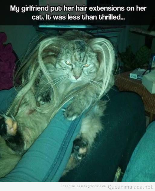Igual a tu gato no le hace mucha gracia que le pongas extensiones de pelo…