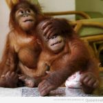 Foto graciosa y bonita de crías orangután