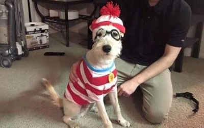 Es difícil resistirse a disfrazar a tu perro de Wally