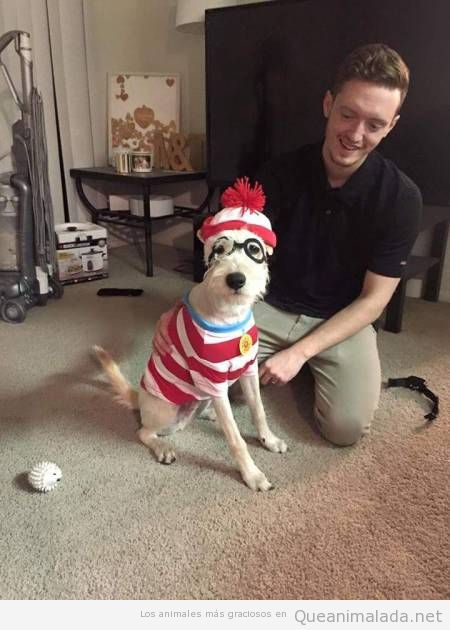 Perro disfrazado de Busco a Wally