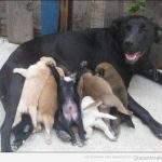 Foto graciosa cachorros de perro mamando