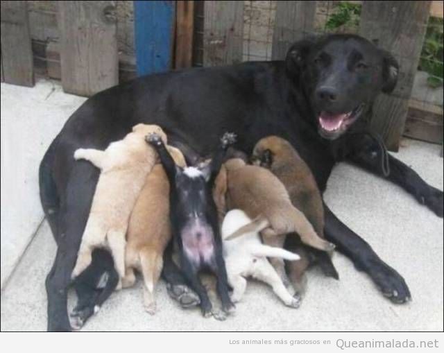 Foto graciosa cachorros de perro mamando
