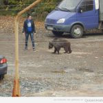 Foto de una chica paseando un oso en Rusia