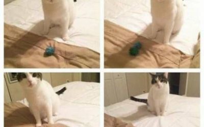 A ver si pillas la indirecta: tu gato quiere jugar contigo