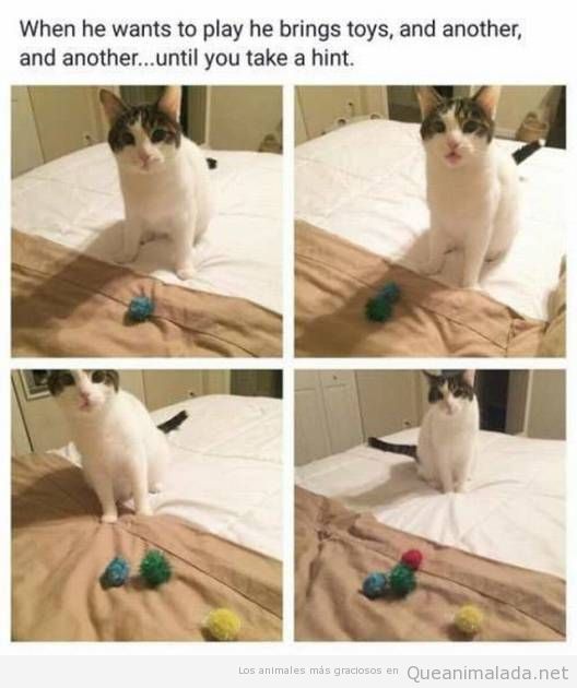 Fotos graciosas de gato que quiere jugar