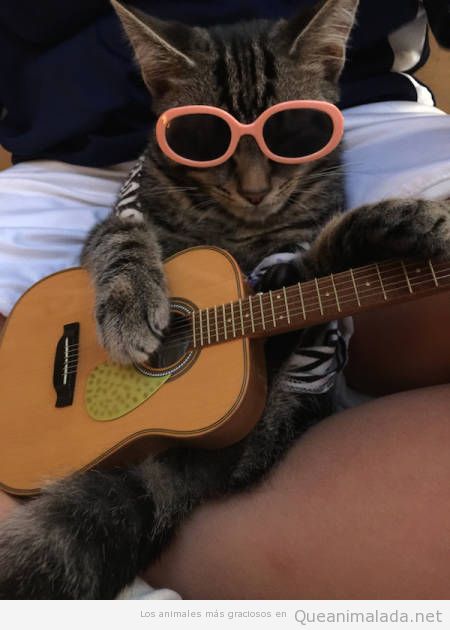 Foto graciosa de un gato tocando la guitarra