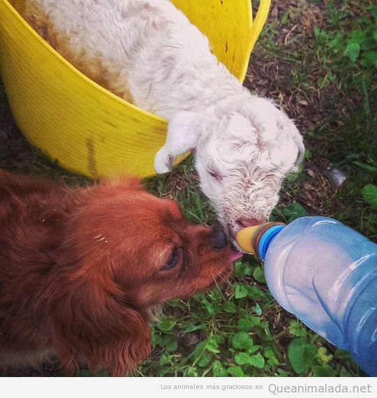 Foto graciosa, perro y cría de oveja bebiendo biberón