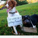 Invitación boda con foto de perro y cerdo
