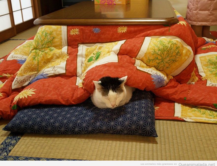 Kotatsu mesa japonesa con gato durmiendo