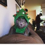 Foto graciosa gato con gorro de Navidad