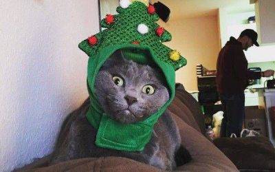 A este gato la Navidad le ha pillado por sorpresa!