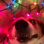 Foto graciosa de un perro con luces de Navidad