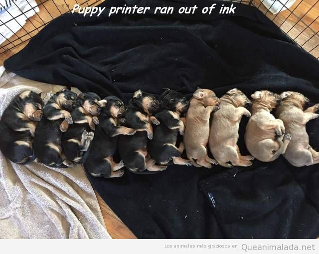 Oops, parece que la impresora de imprimir cachorritos se está quedando sin tinta!