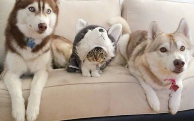 Una familia de huskies adoptan a un gatito y se integra perfectamente!