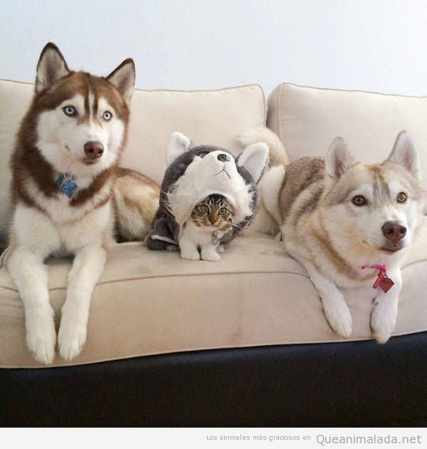 Una familia de huskies adoptan a un gatito y se integra perfectamente!