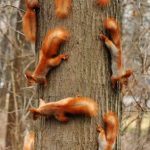 Un montón de ardillas subiendo por el tronco de un árbol, sin más!