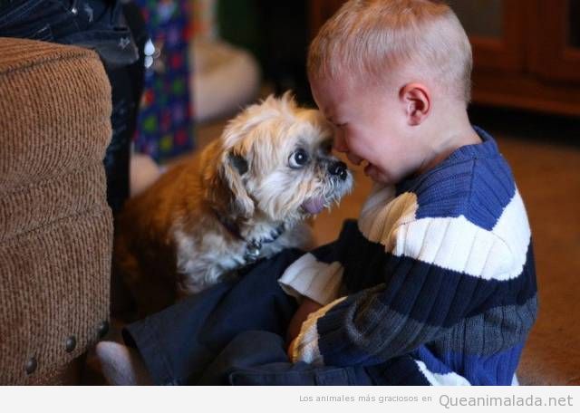 Foto bonita perro sacando lengua a un bebé que llora