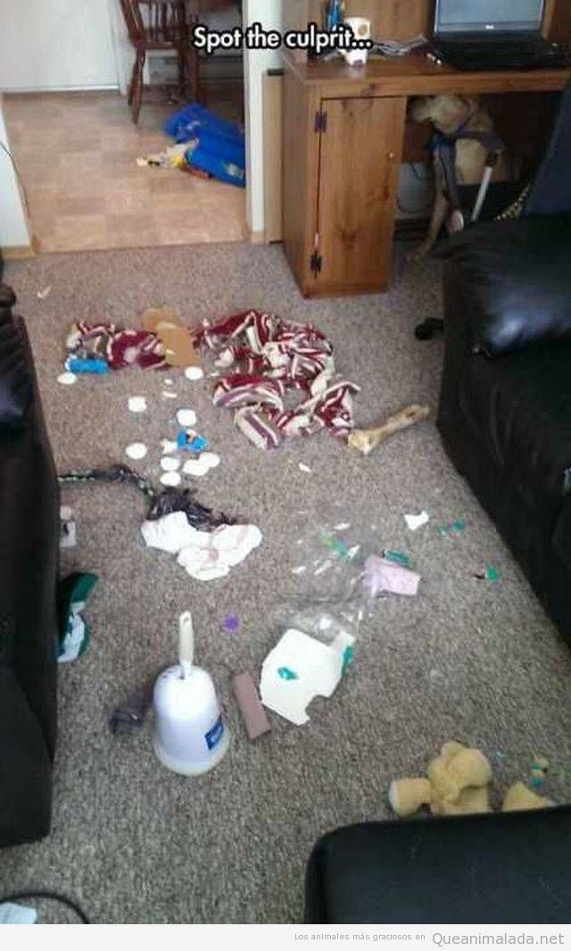 Foto graciosa perro culpable de destrozar la casa
