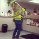 Foto graciosa perro que no quiere ir al veterinario