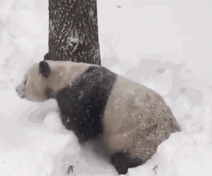 Más feliz que un oso panda rodando en la nieve