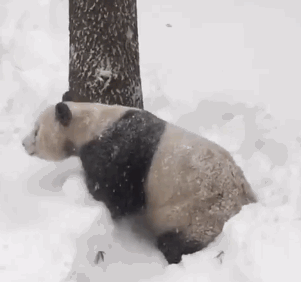 Gif oso panda en la nieve