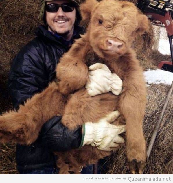 Felicidad es tener a un bebé de vaca de las Highlands en brazos!