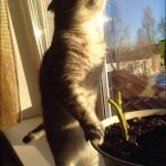 Foto graciosa gato tomando sol