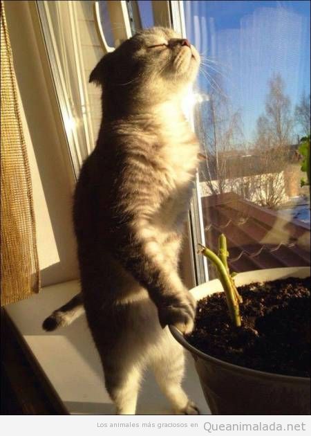 Foto graciosa gato tomando sol